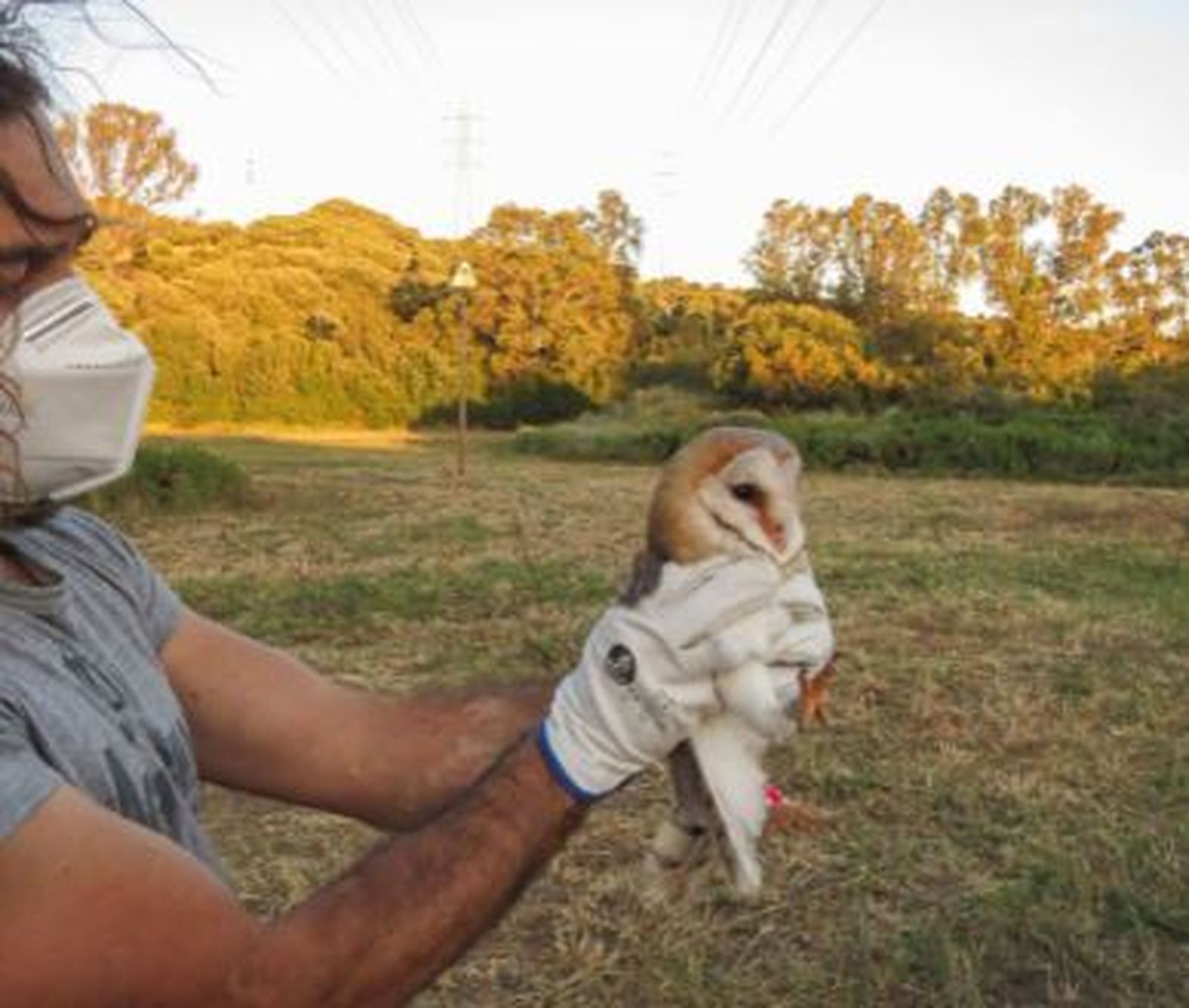 Una de las lechuzas de la Estación Ambiental Madrevieja.