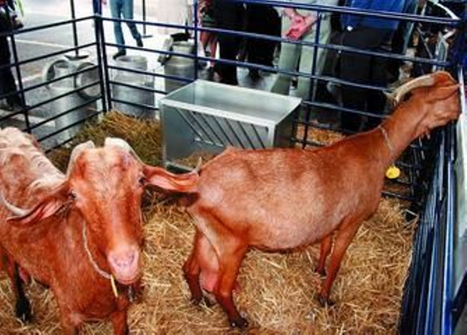 La cabra malagueña, una especie autóctona muy lucrativa.