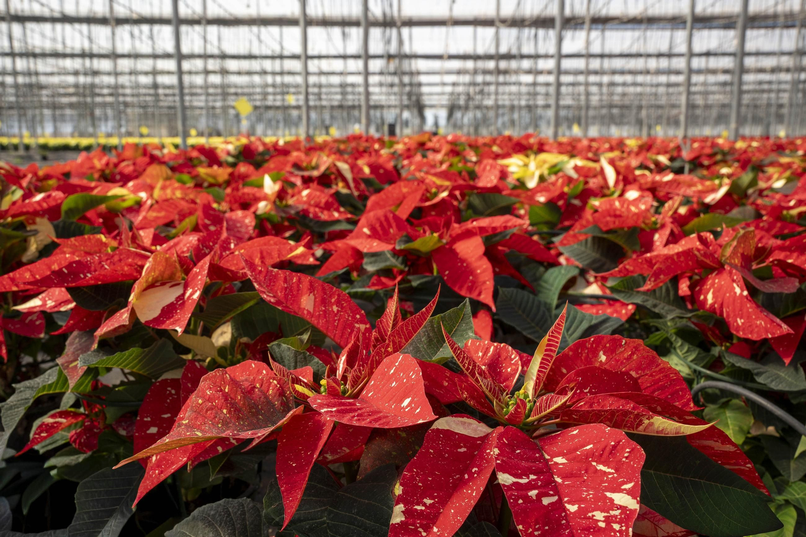 Así son las flores de pascua de SolísPlant, en imágenes
