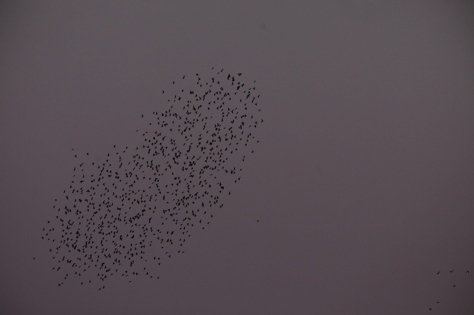 Las aves que habitan en Los Sotos de la Albolafia de Córdoba, en fotografías