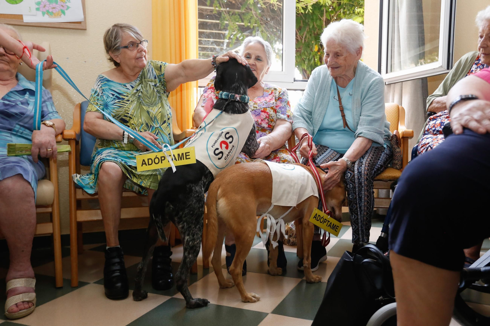 La visita de los perros de la protectora de Los Barrios a la residencia de mayores, en imágenes