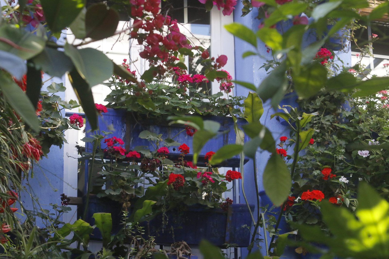 Ruta San Lorenzo de los Patios de Córdoba, en imágenes