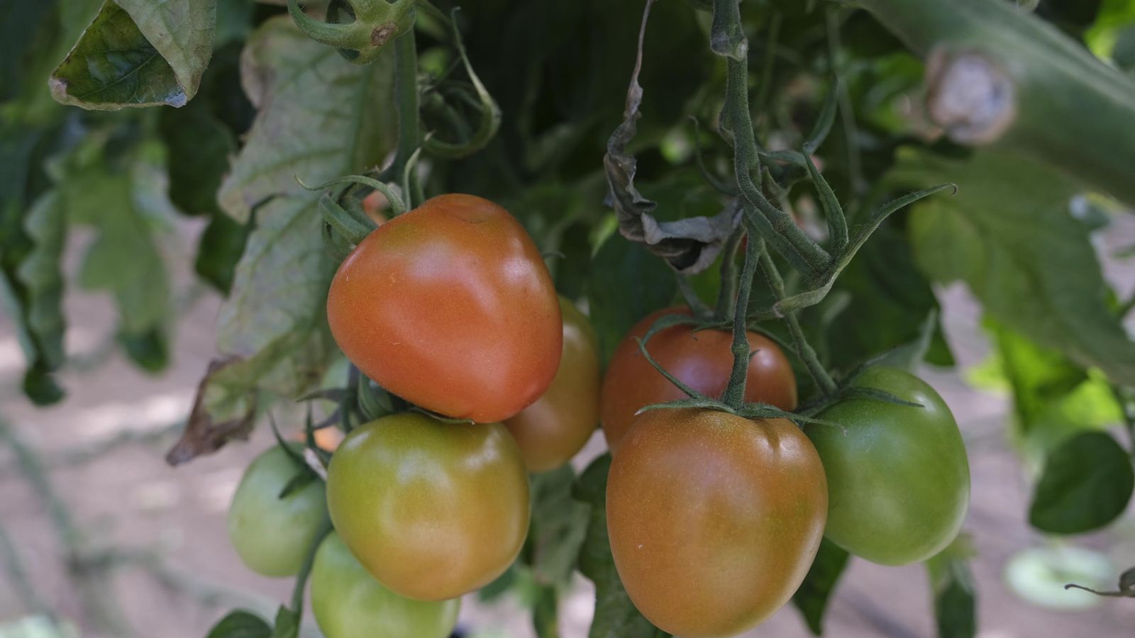 Atakama de Rijk Zwaan