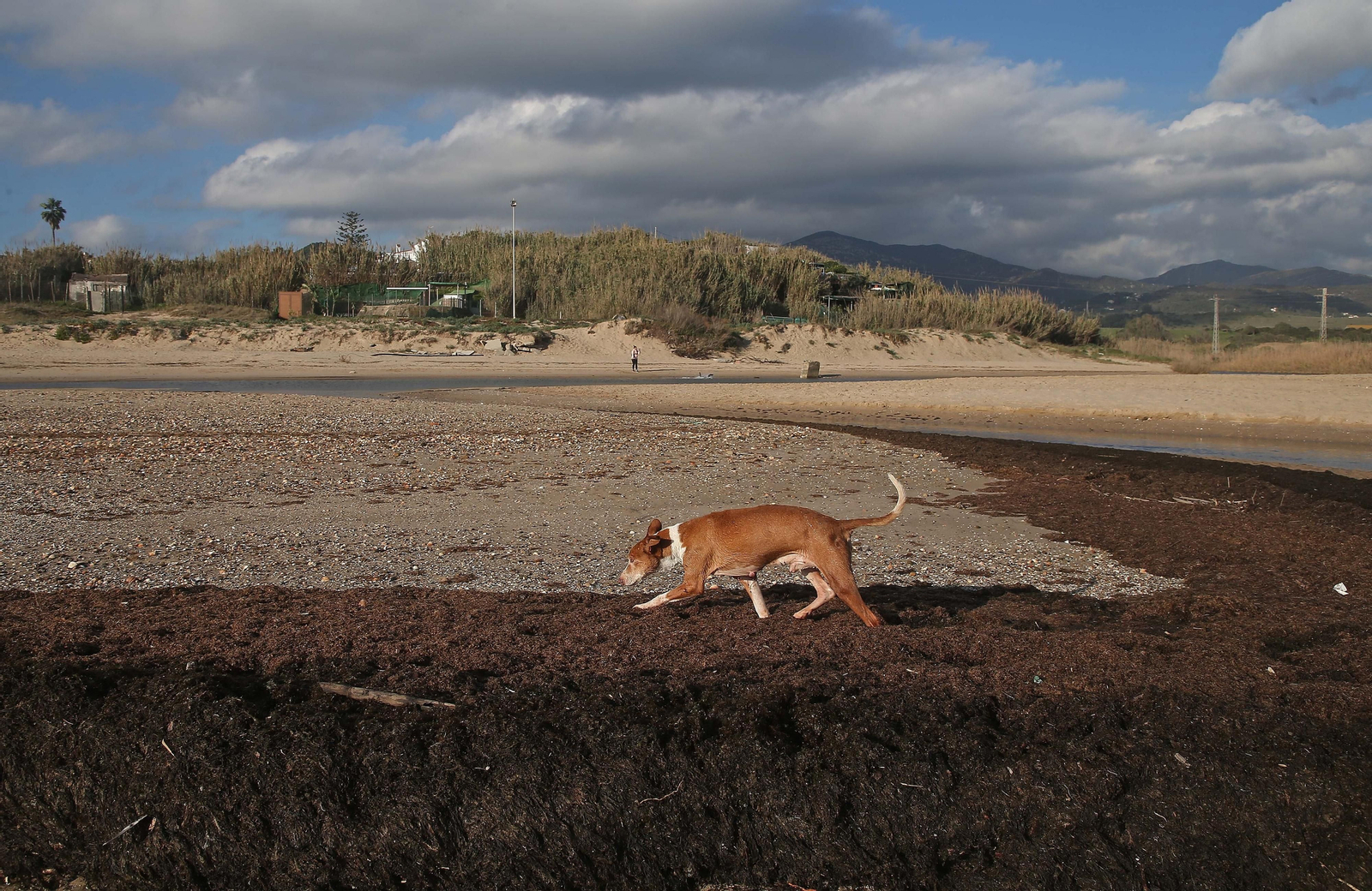 Fotos del alga invasora en la playa de Getares