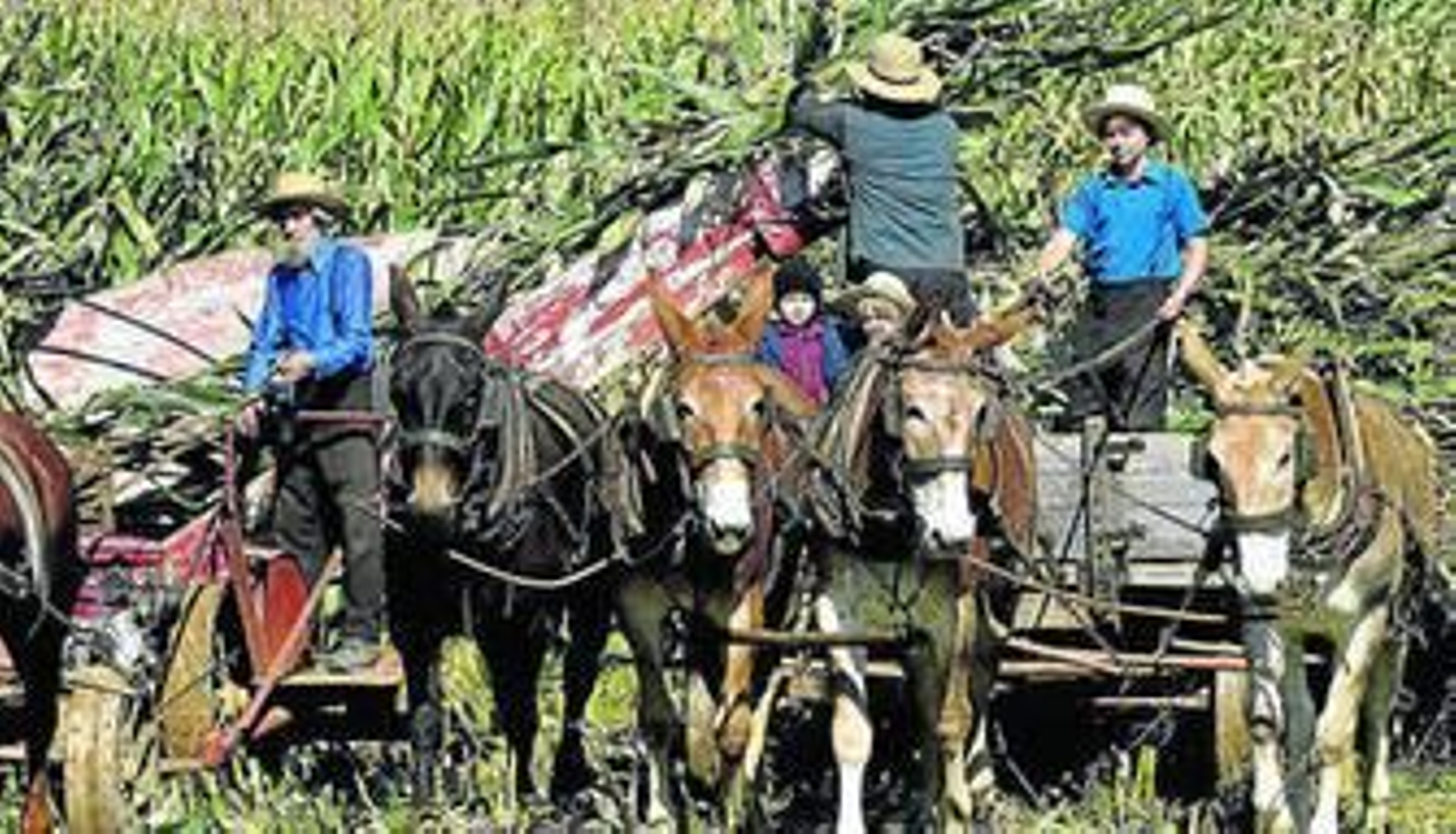 Una imagen de miembros de una comunidad amish realizando sus tareas agrícolas.