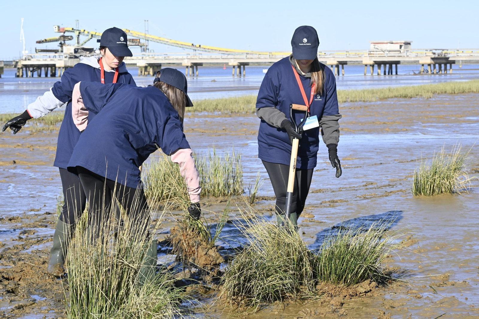 Plantación de la especie autóctona Espartina Marítima en imágenes