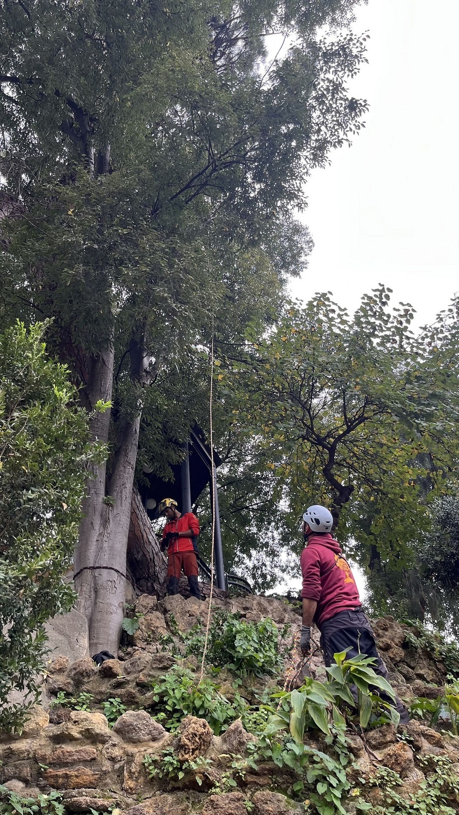 Poda en el pino piñonero del Parque de María Luisa.