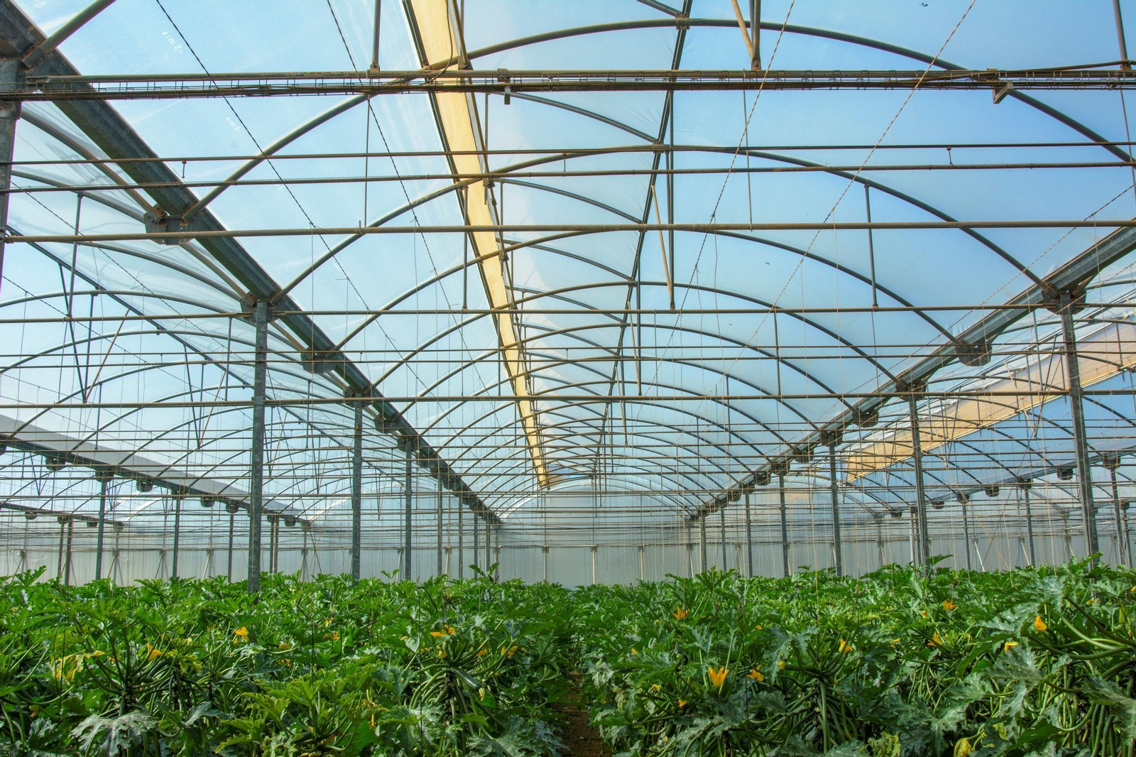 Calabacín en producción.