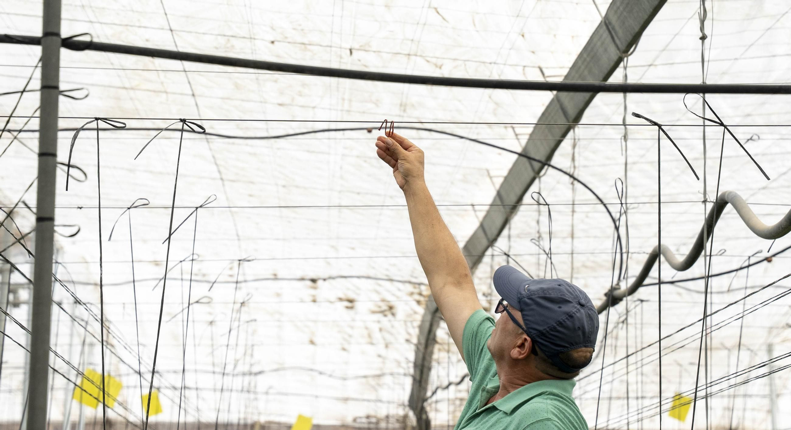 Las imágenes de la suelta de bichos depredadores para la lucha biológica en invernadero por Agrobio