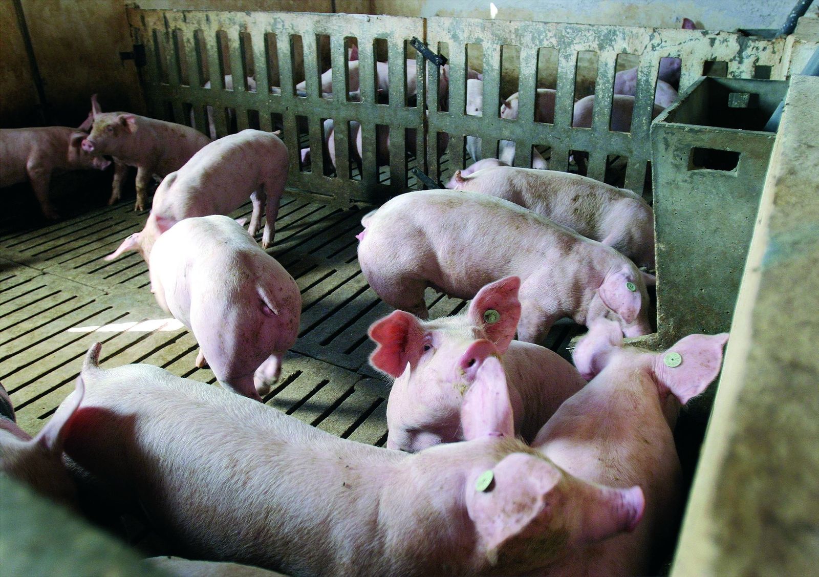 Los ecologistas denuncian el proyecto de macrogranja.