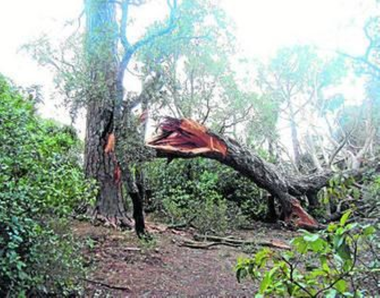 Estado en que ha quedado el Pino de la Atalaya, de Galaroza.