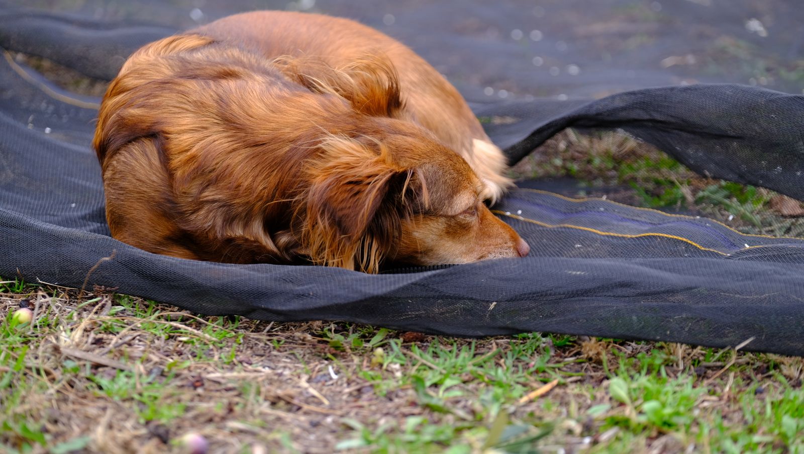 Fotogalería recolección aceituna en Abla. Almería