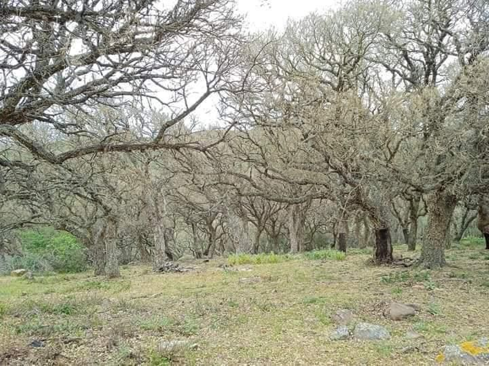 Un enclave en el parque natural de Los Alcornocales, el 18 de mayo de 2023.