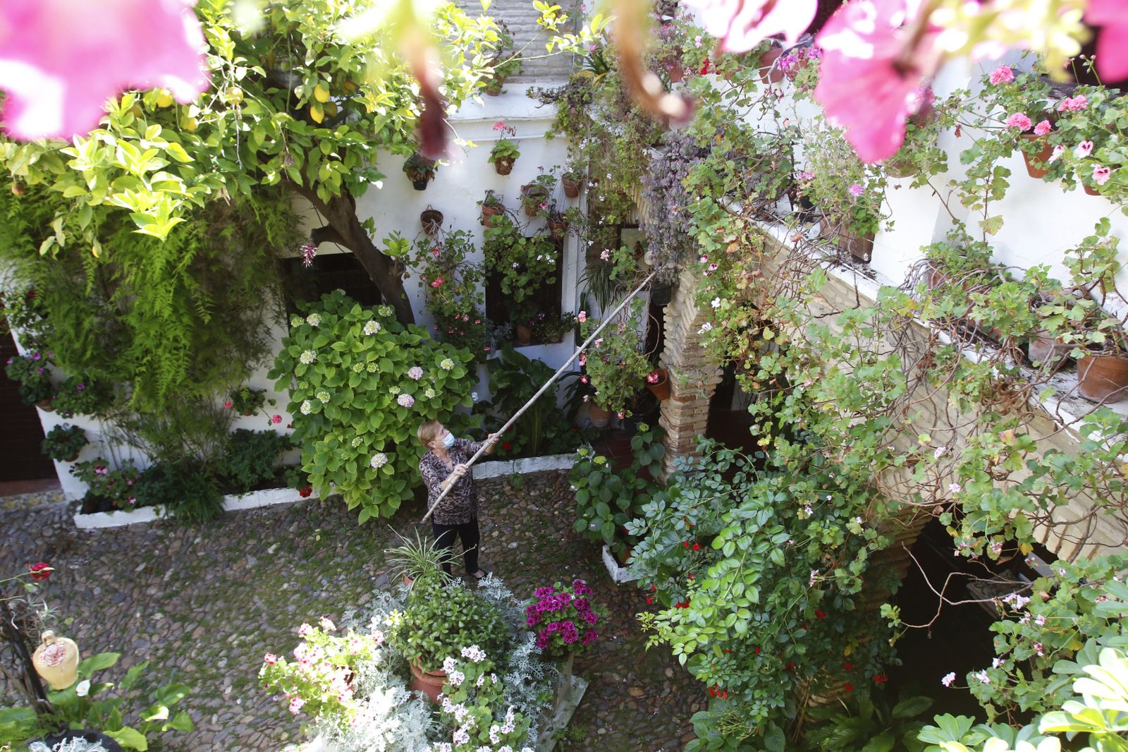 Los Patios de Córdoba en tiempos de crisis: Parras, 6