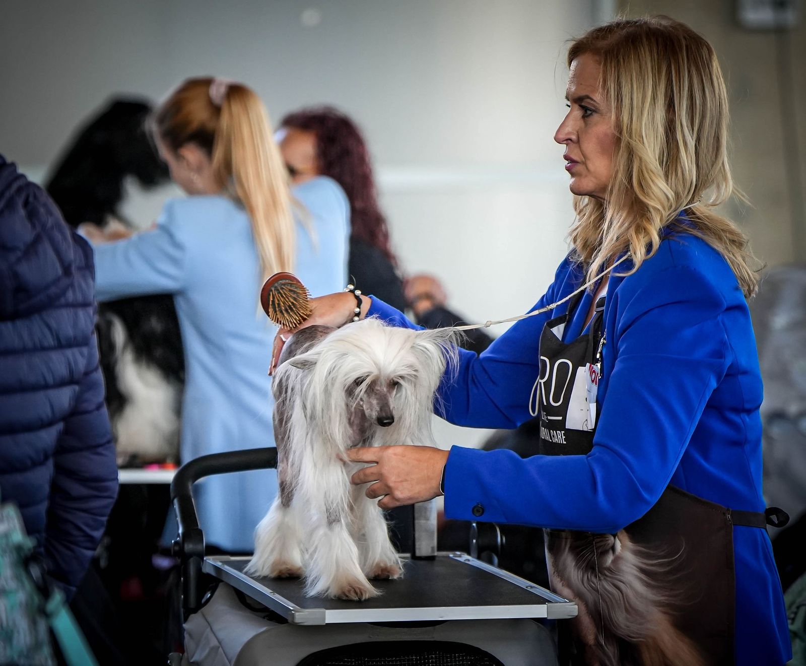 Espectacular exposición canina en Ifeca Jerez, en imágenes