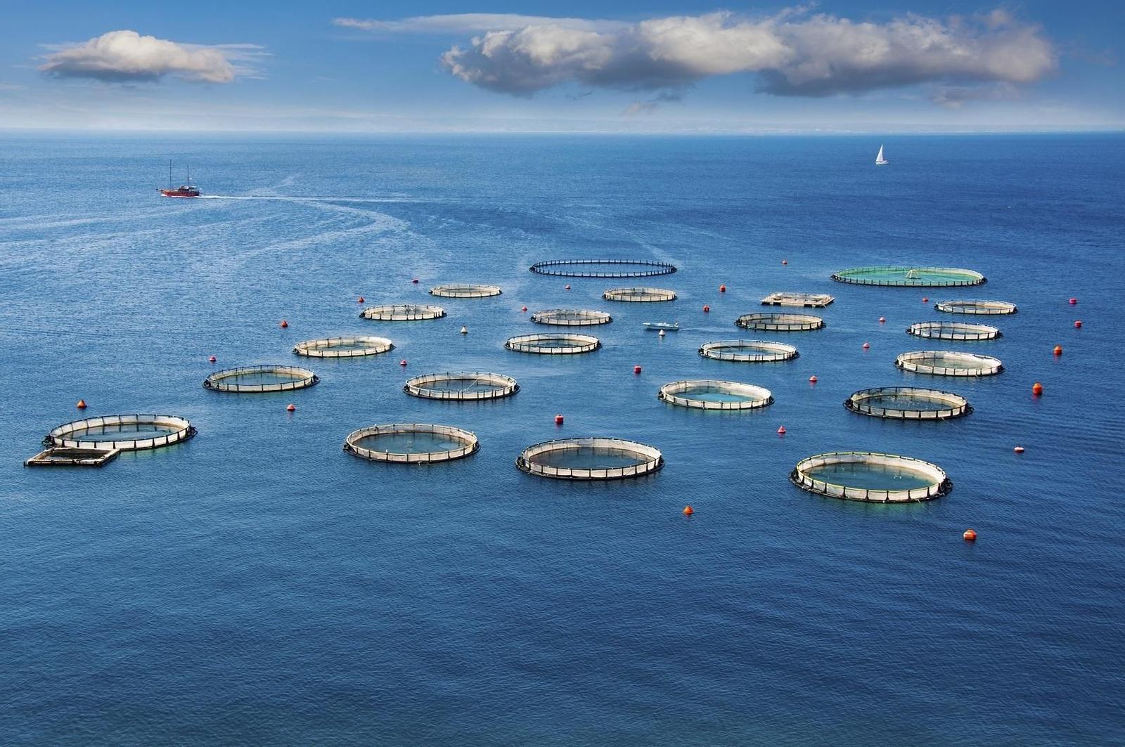 La acuicultura marina en Andalucía está integrada por cerca de un centenar de empresas que generan más de 2.000 empleos directos e indirectos.