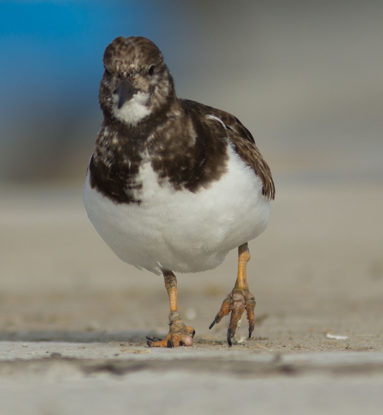 Los daños de la pesca recreativa irresponsable en las aves marinas, en fotos
