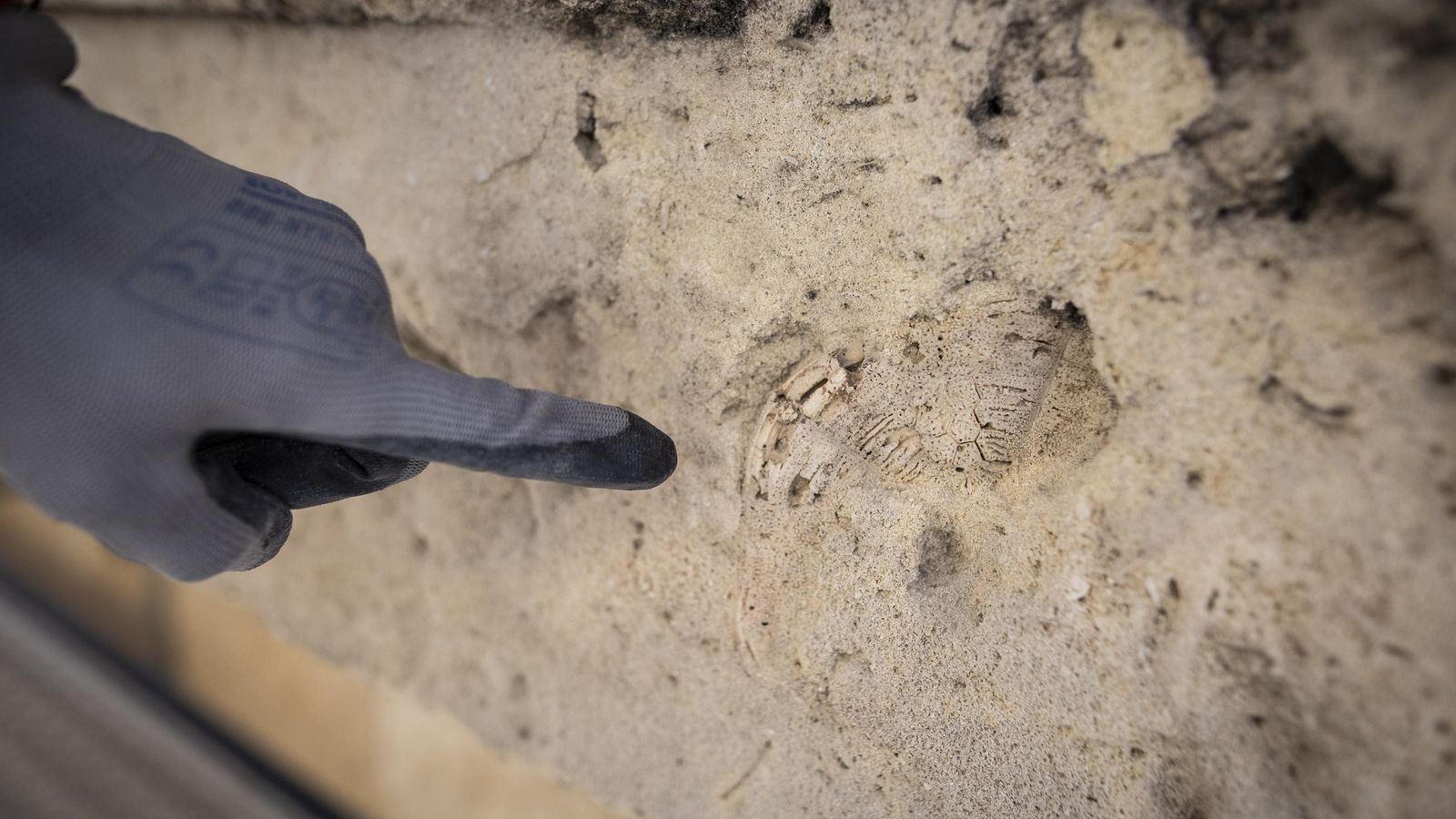 Restos de la tortuga que ha aparecido en la piedra.