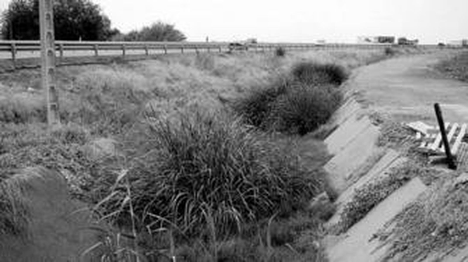 La vegetación y las cañas ocupan la mayor parte del fondo del canal del Tamarguillo.