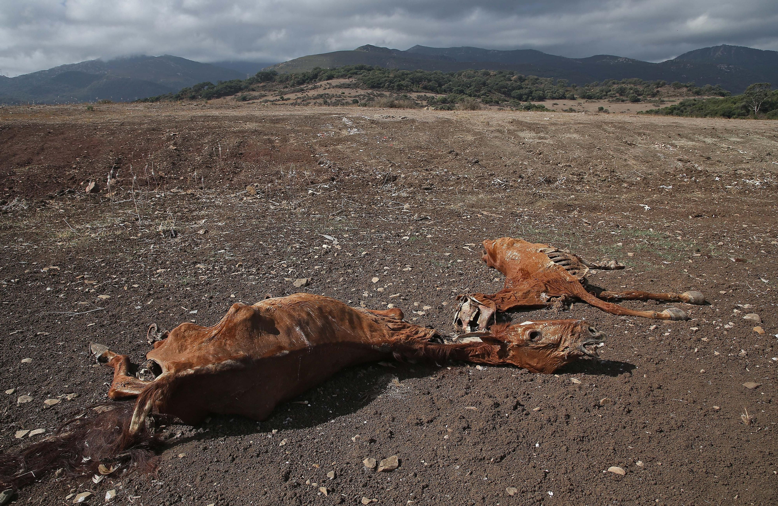 Imágenes de los nuevos cadáveres de caballos en el muladar ilegal de Pajarete en Algeciras