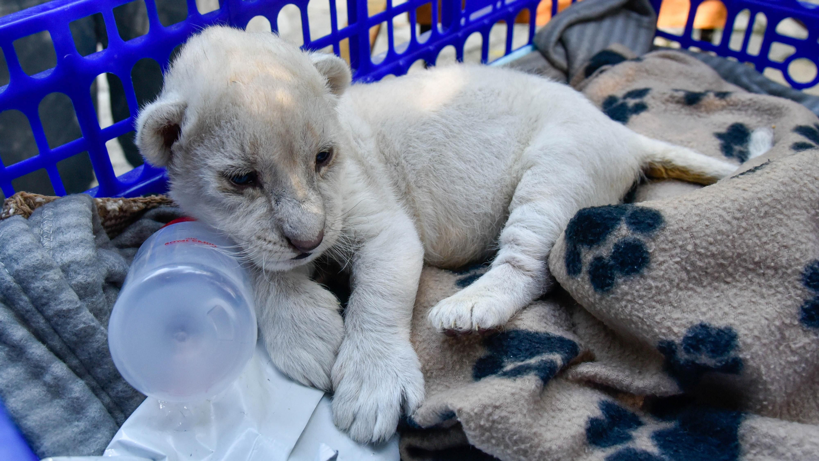 Las fotos de los chachorros de leones blancos de Jimena