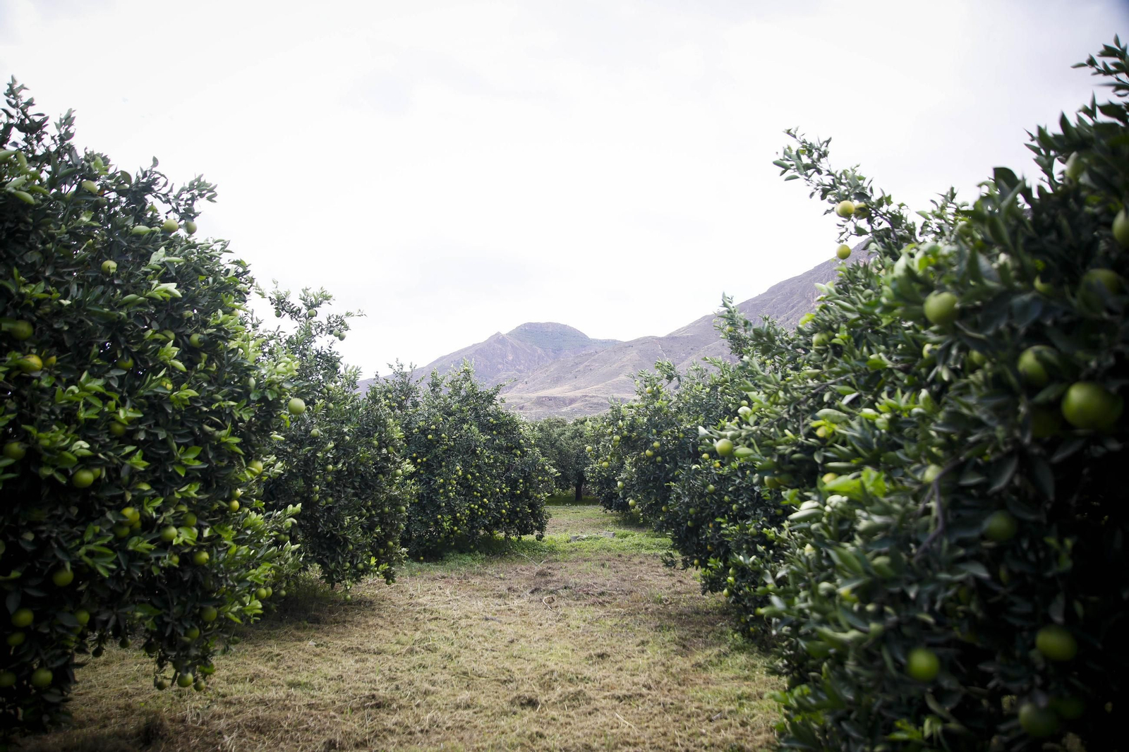 Las naranjas de Íllar, en imágenes