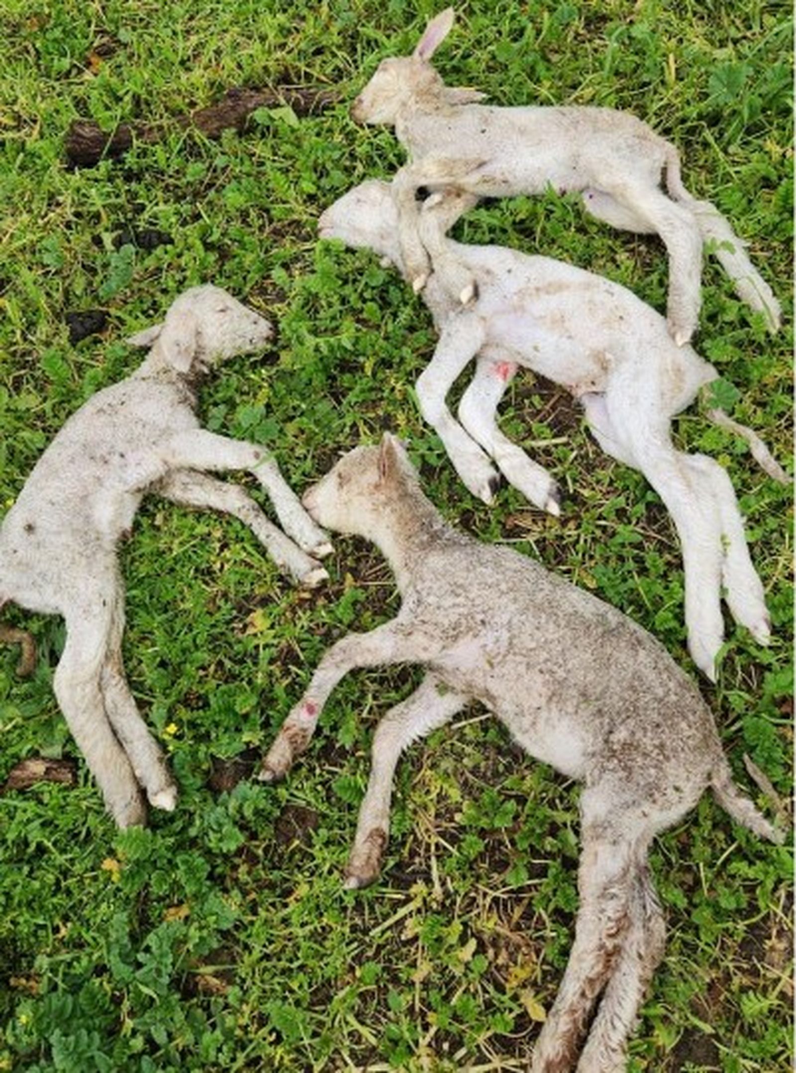 Corderos afectados por la alta mortandad.