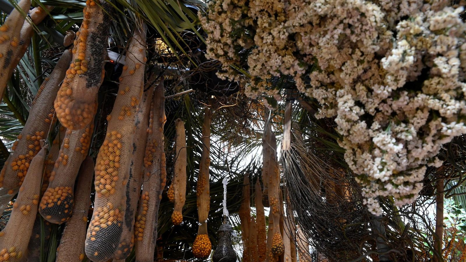 Las mejores fotos de Flora 2024