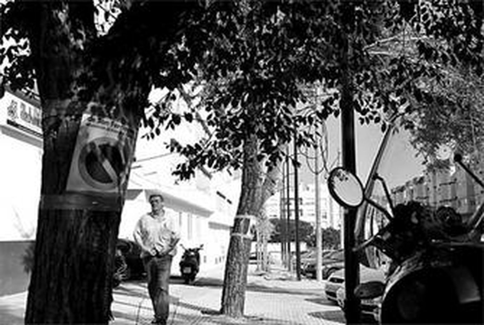 Árboles con el cartel que anuncia la poda en la calle Galera.