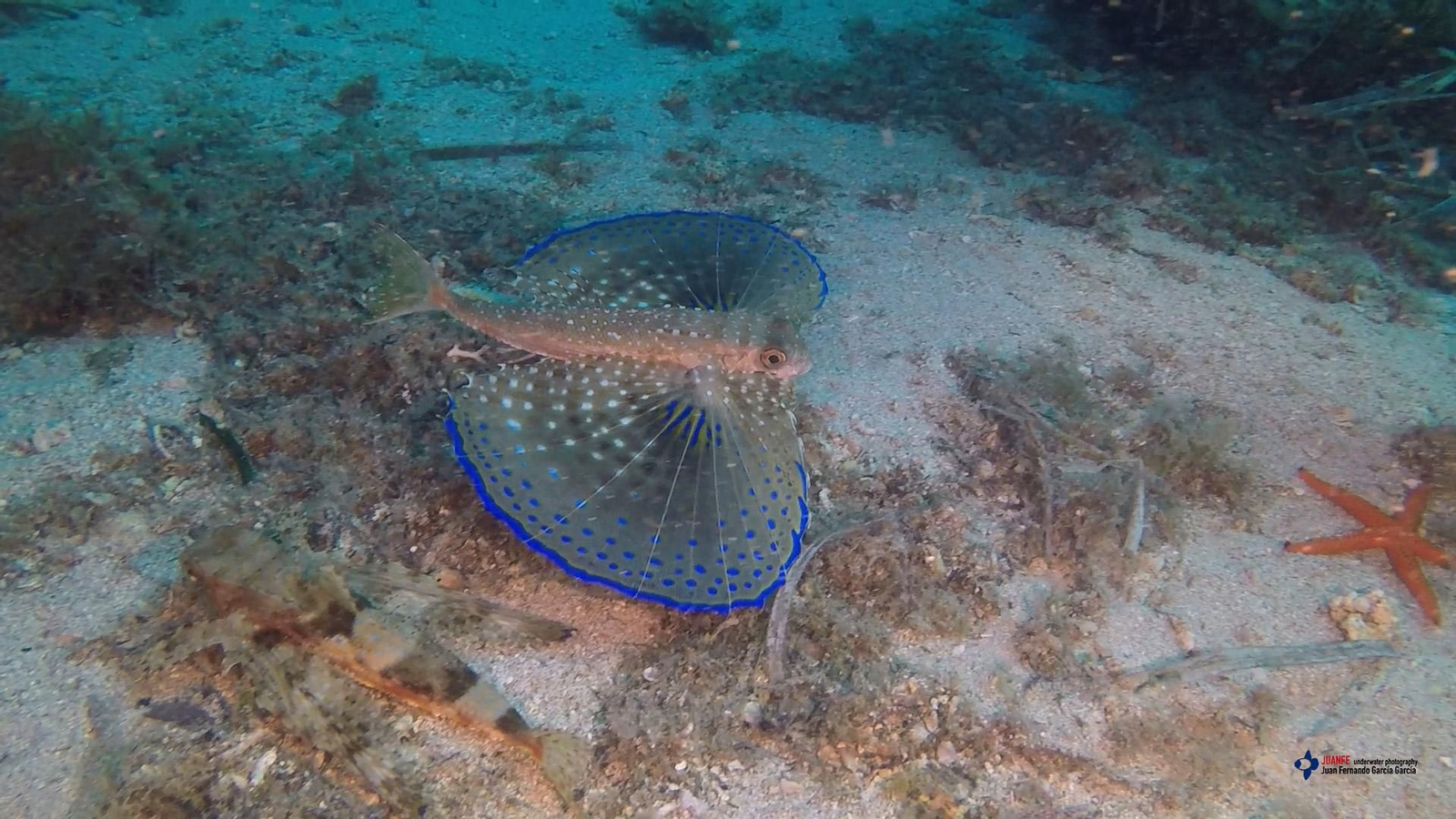 Pez Golondrina con las alas desplegadas.