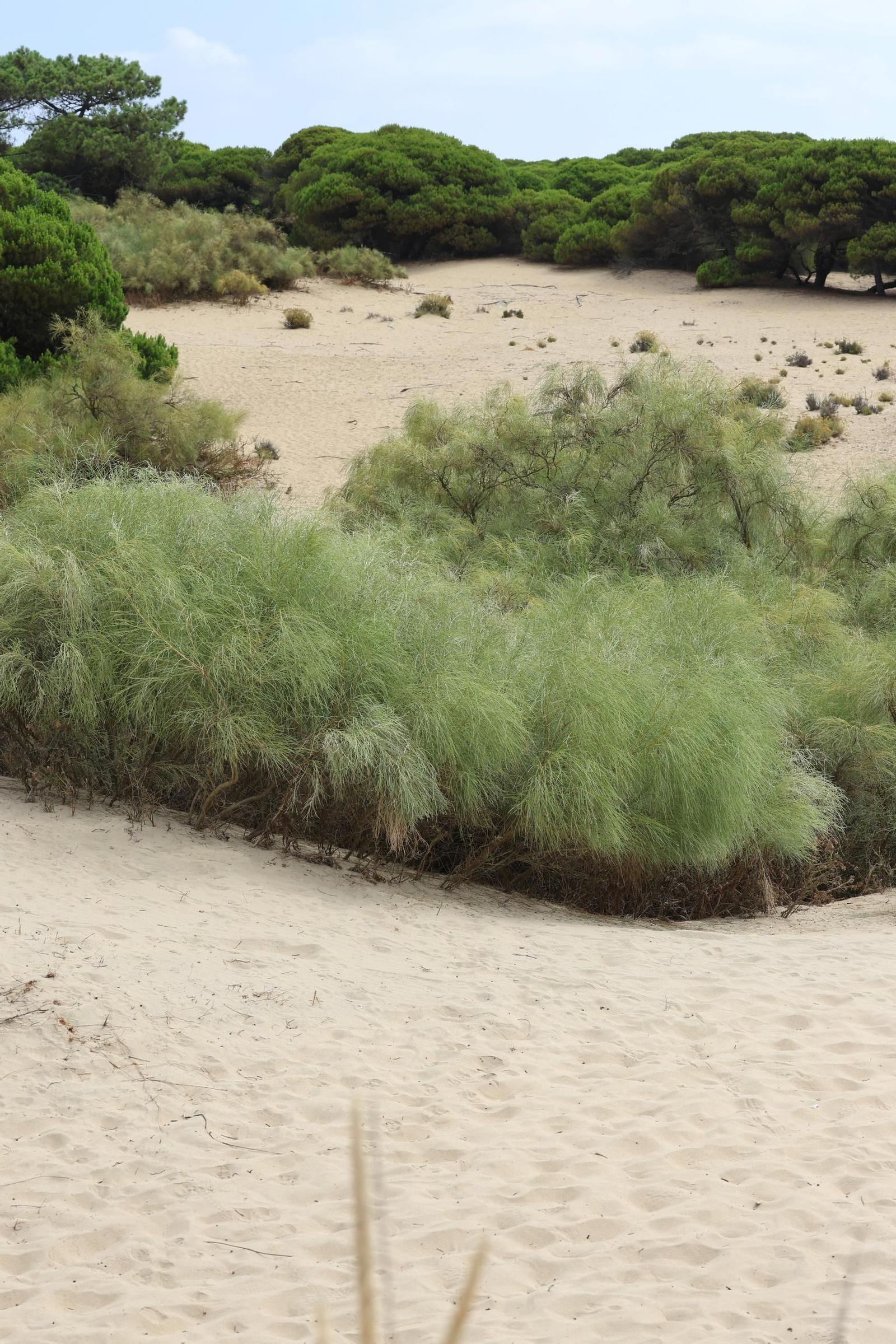 Imágenes de la diversa vegetación de las Dunas del Portil