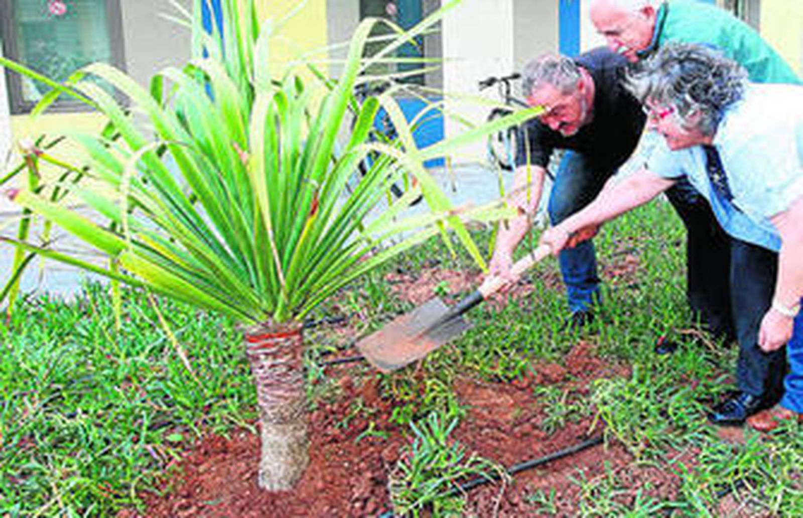 El director y vicedirector de la Escuela, Luis Gonzalo y Juan Candón, también colaboraron en la platación del drago.
