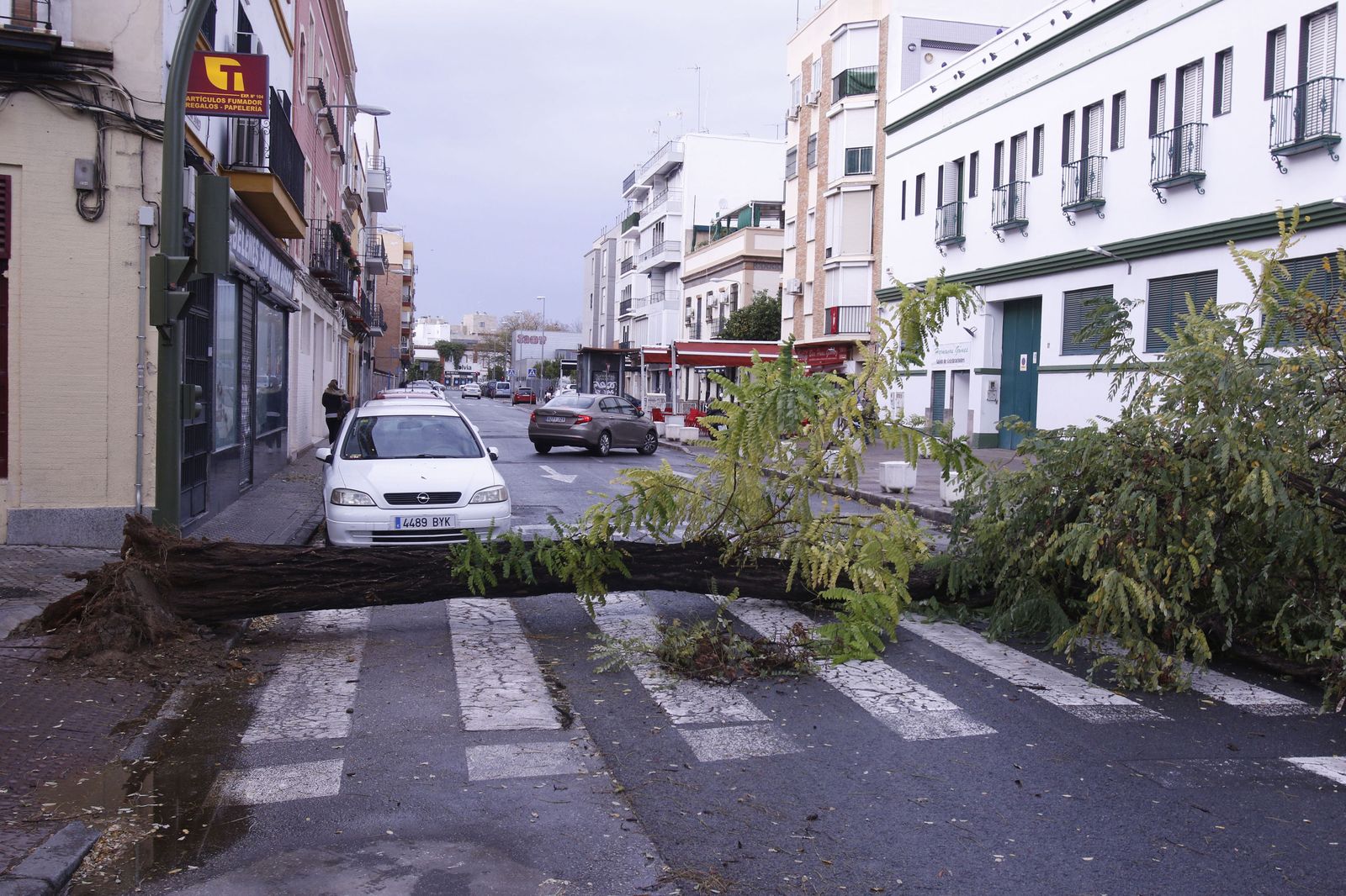 Árbol caído en una calle de Sevilla, en una imagen de archivo.
