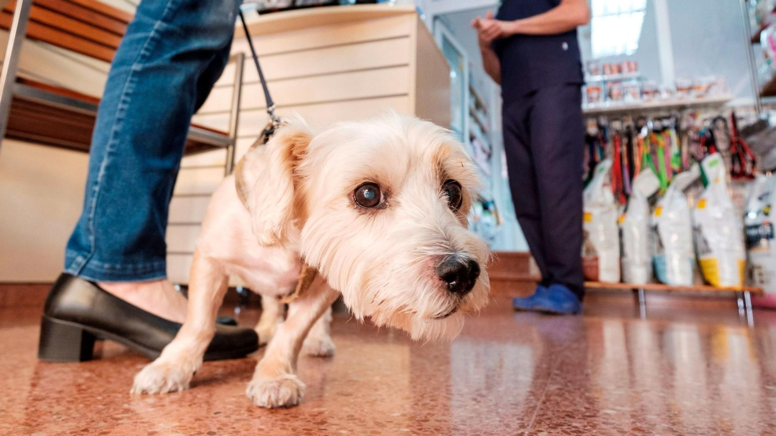 Un perro en un clínica veterinaria.