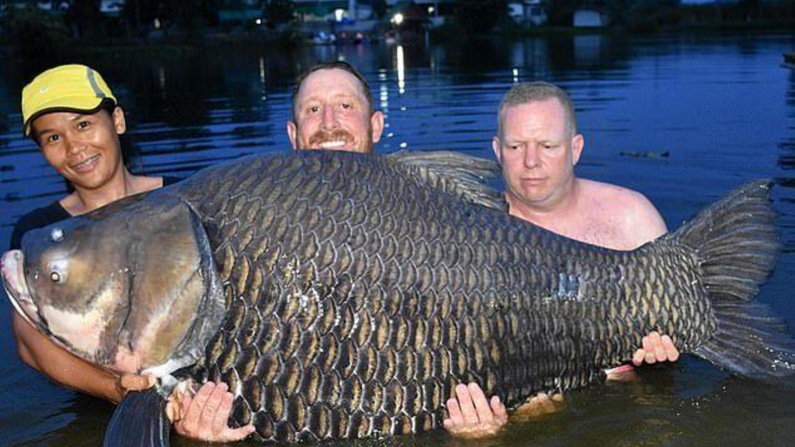 Сиамский карп 105 кг. Карп 100 кг. Карп 200 кг. Огромная рыба. Окунь групер гигантский.