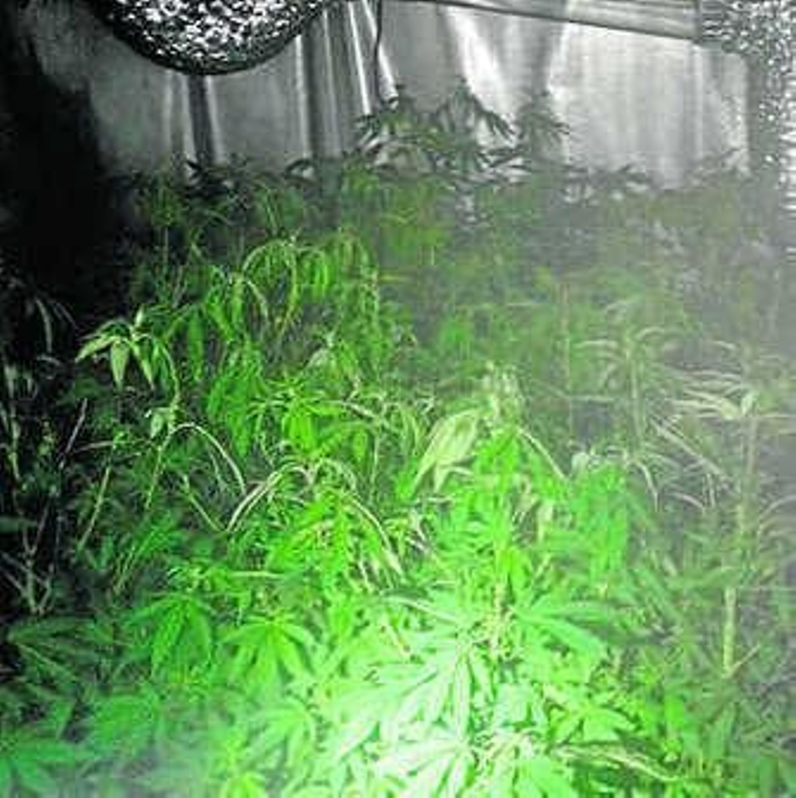 La plantación descubierta.