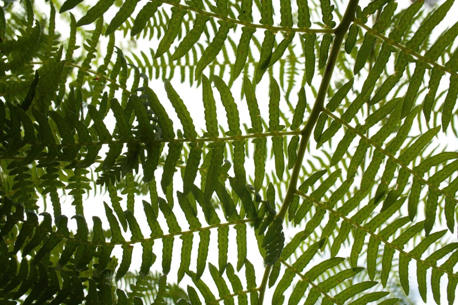 Fotos de la flora y fauna del Parque Natural de Los Alcornocales