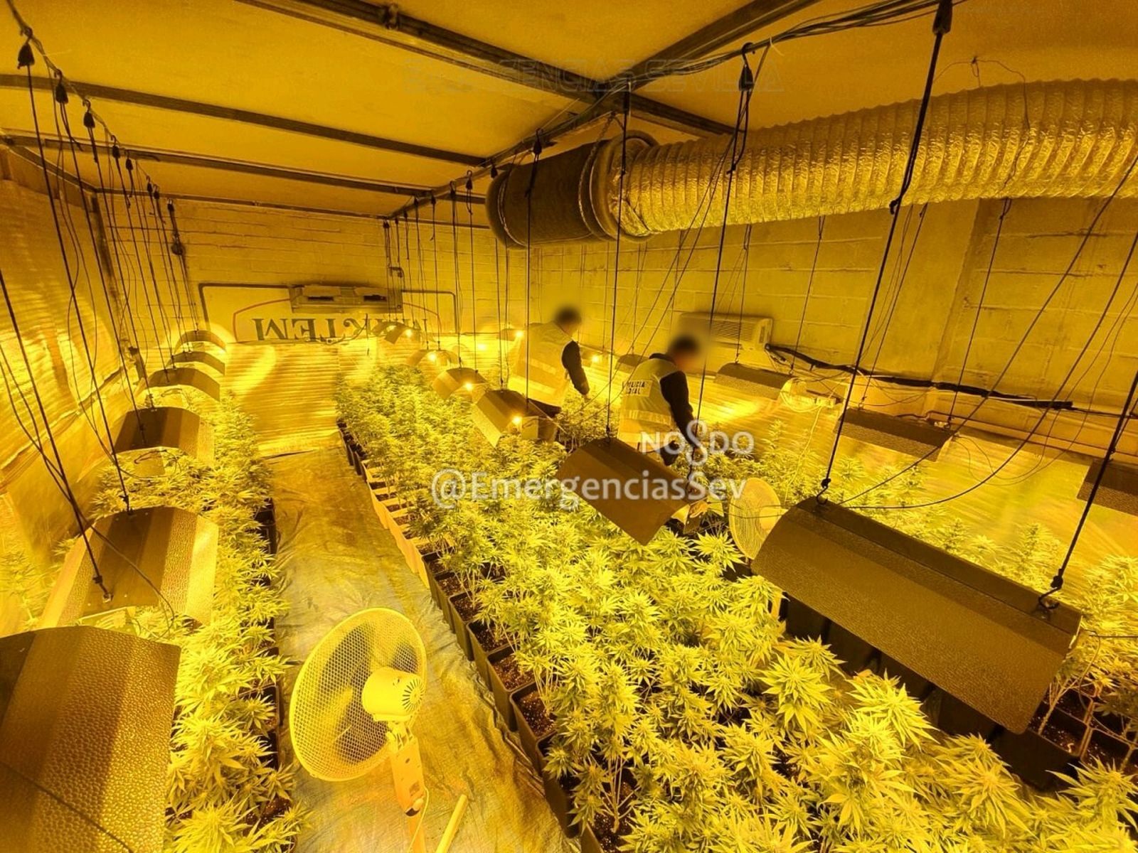 La plantación de marihuana hallada en una nave del polígono Navisa.