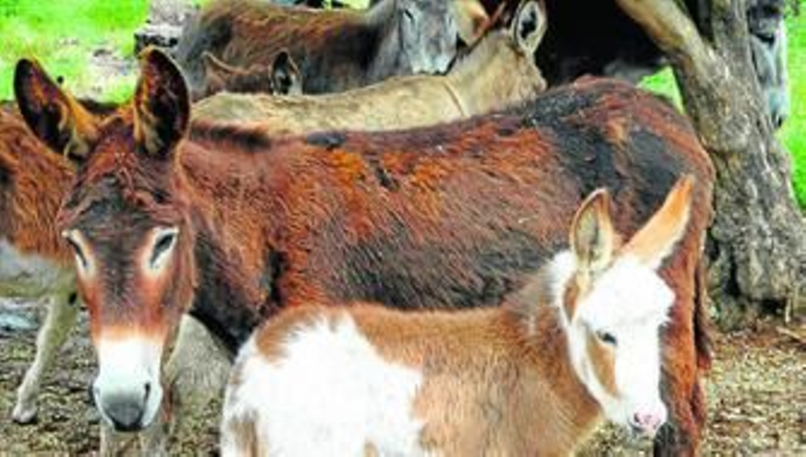 Algunos de los burros rescatados, muchos de ellos son todavía crías.
