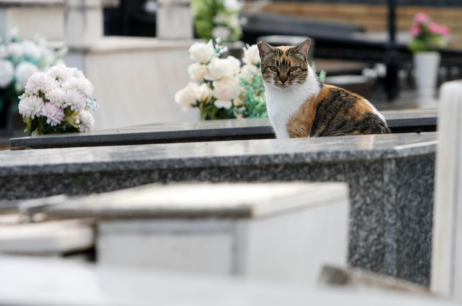 Imágenes del ambiente en el cementerio La Soledad, Huelva