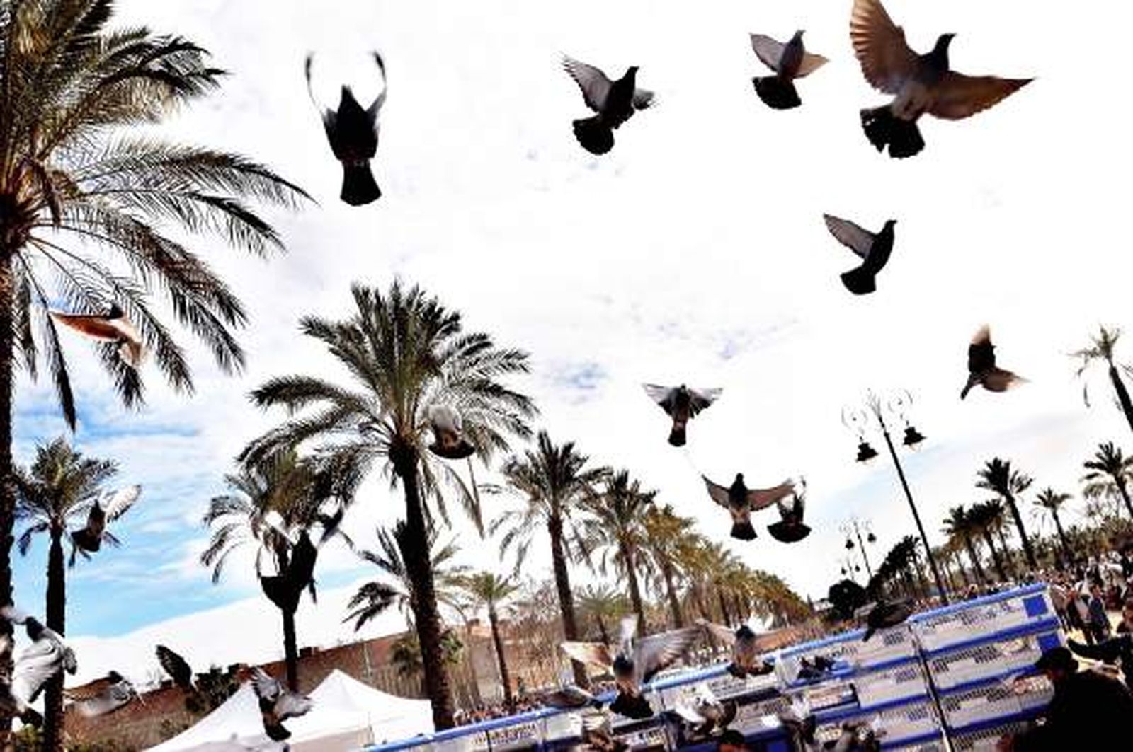 El parque González Hontoria acoge un año más la festividad de San Antón en el que los perros protagonizan la celebración pues de los 800 animales inscritos 600 eran canes.

Foto: Manu Garcia