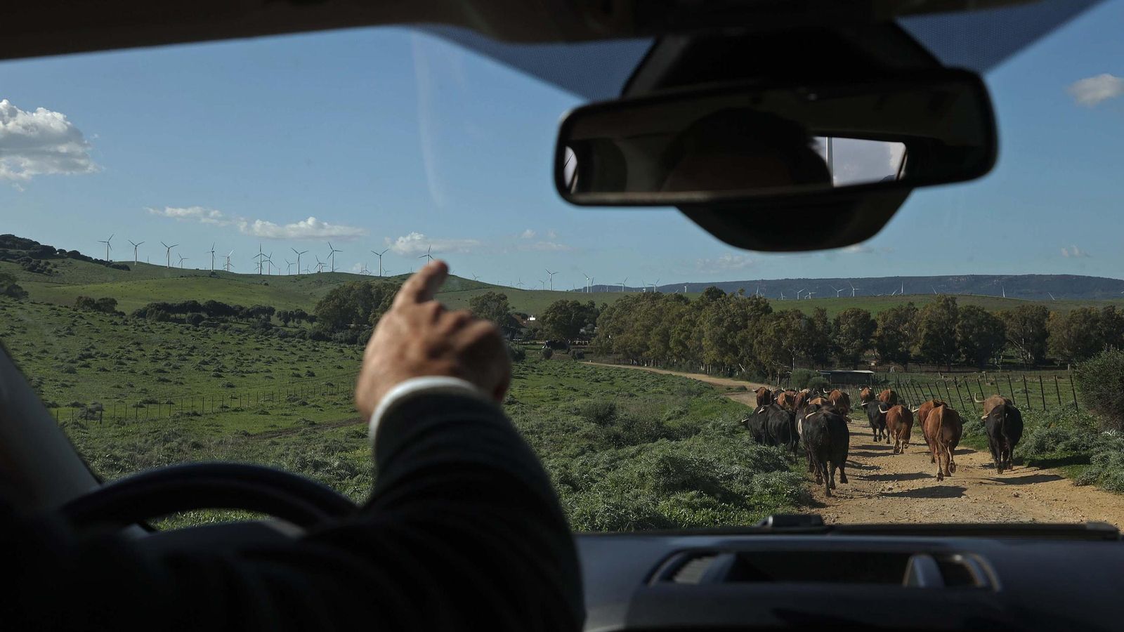 Álvaro Núñez Benjumea repasa desde el coche los toros de saca que pastan en Iruelas. Álvaro Núñez Benjumea repasa desde el coche los toros de saca que pastan en Iruelas.