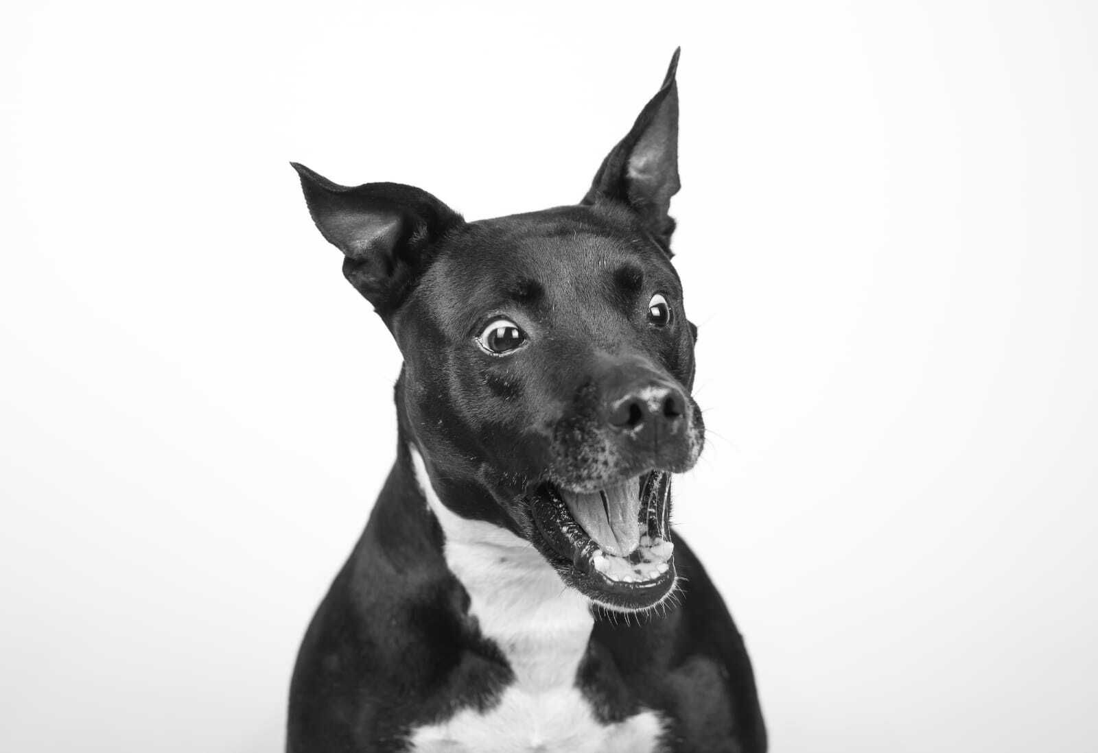 Álbum de las mascotas fotografiadas por 'El fotógrafo de mascotas'