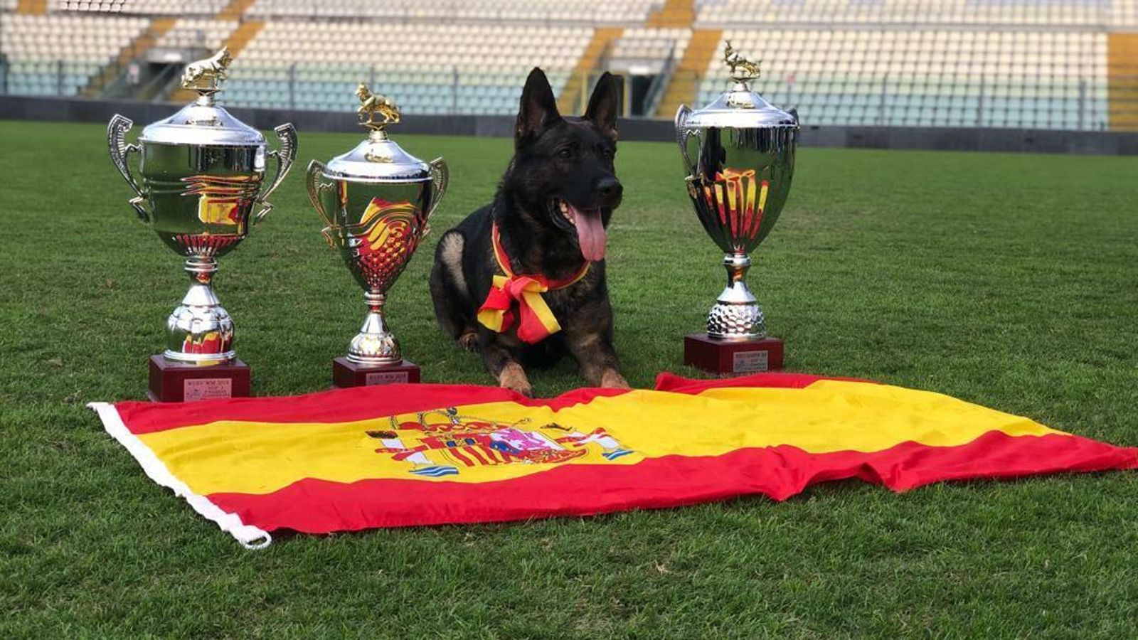 Gringo, el perro que ha conseguido la victoria de Pierre Lamarie.
