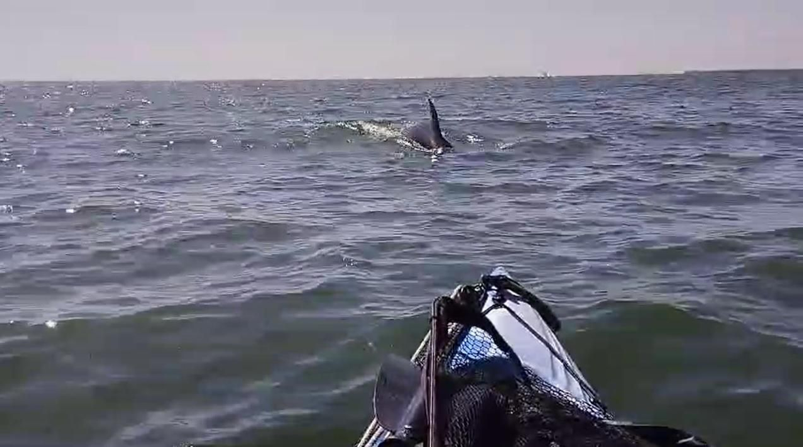 Delfines en el Puerto de Mazagón.
