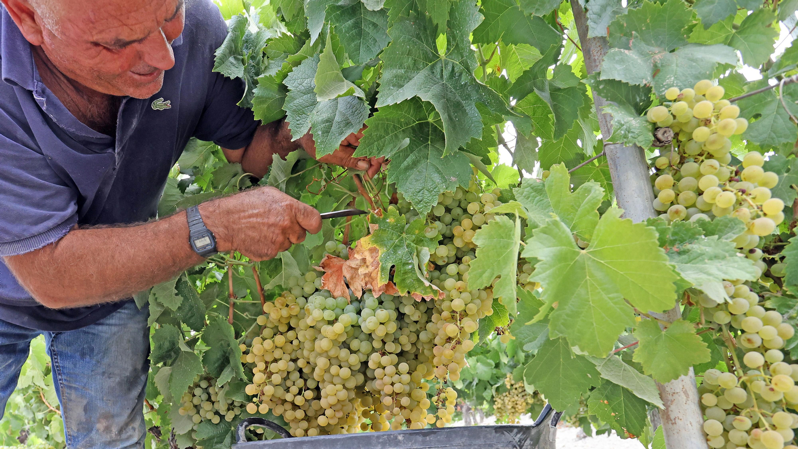Vendimia a mano en Viña el Candelero en Jerez