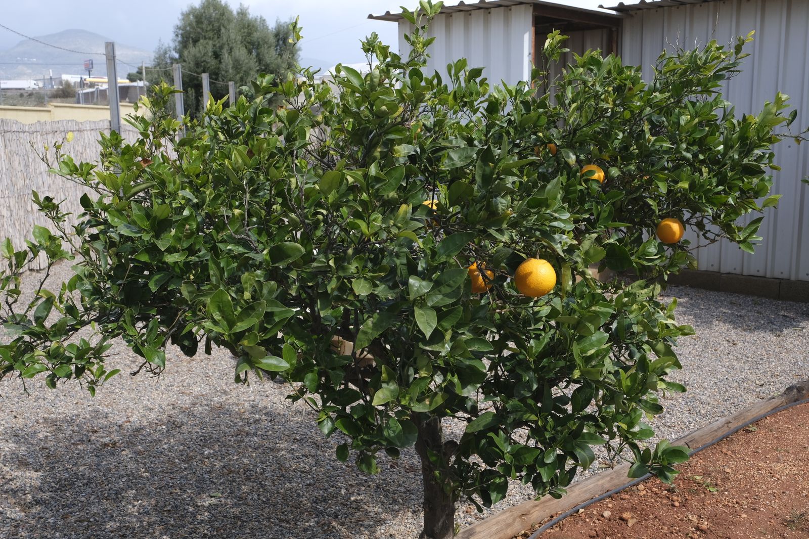 Fotogalería presentación proyecto RECICLAND IFAPA. La Mojonera (Almería)