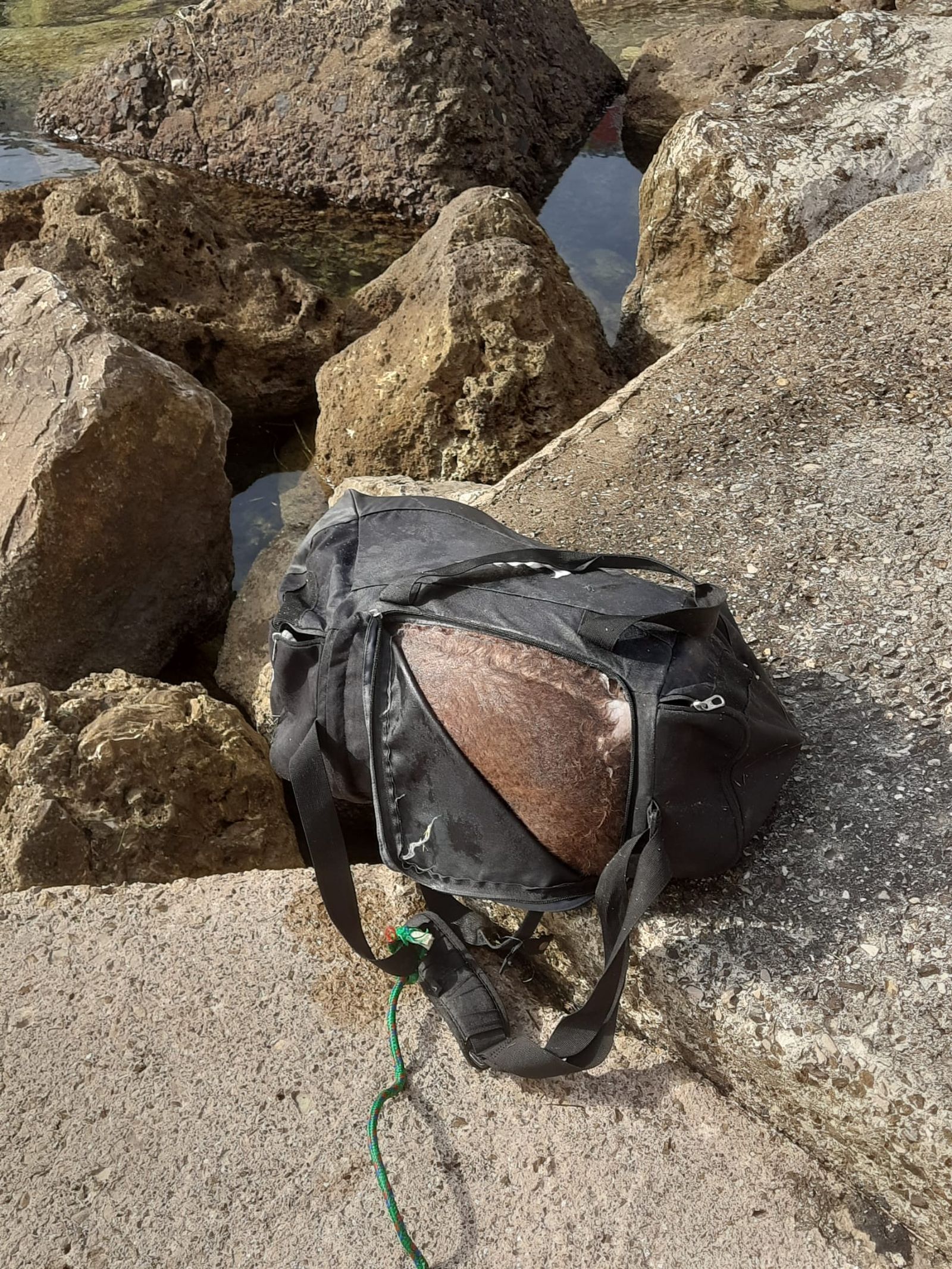 La bolsa de deportes con el cadáver del perro.