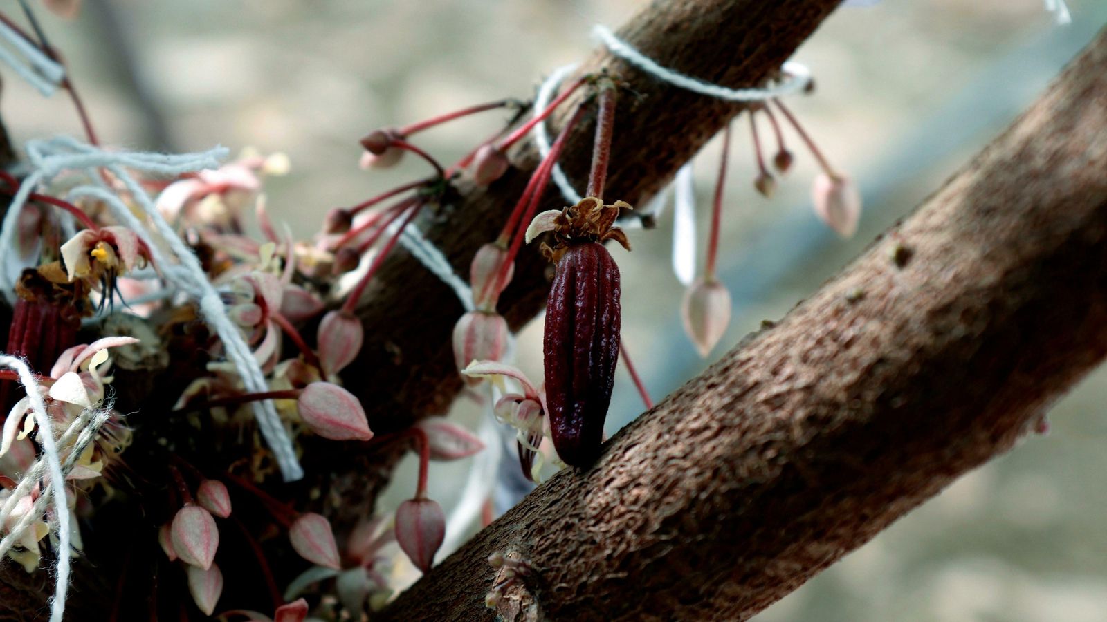 Las plantas de cacao, con un gran número de flores.