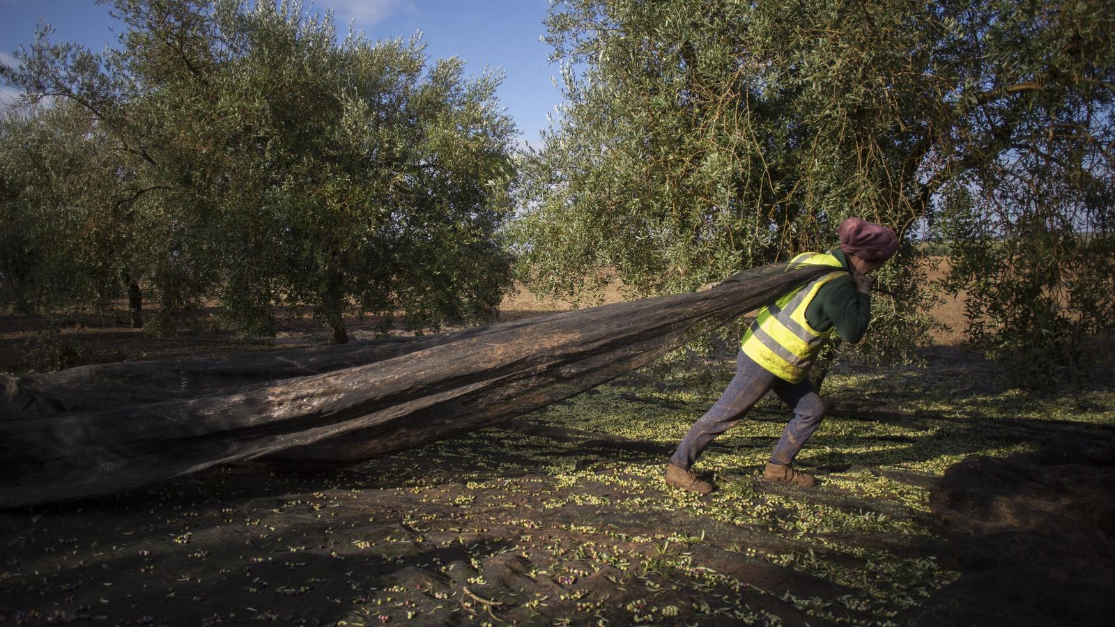 Aceitunera tira de los telones para recoger la aceituna